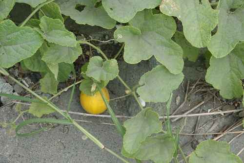 Muskmelon