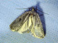 Agonopterix argillacea