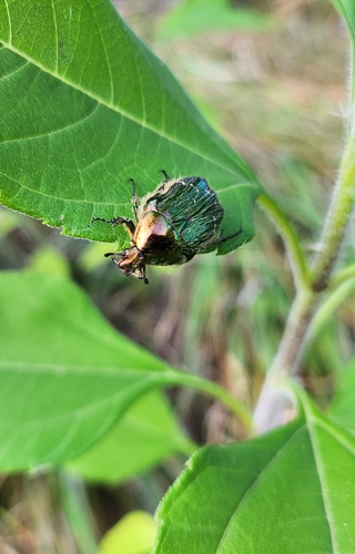 European Rose Chafer