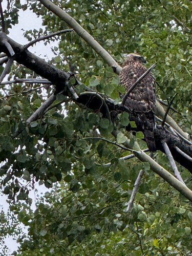 American Goshawk
