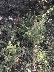 Galium californicum