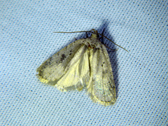 Agonopterix argillacea