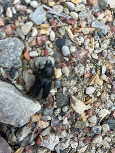Black Longicorn Beetle