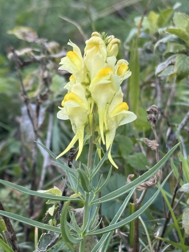 common toadflax