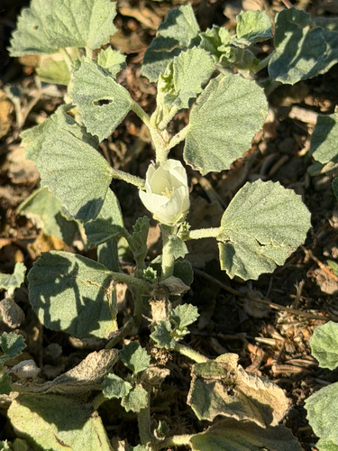 Malvella leprosa, photograph 3