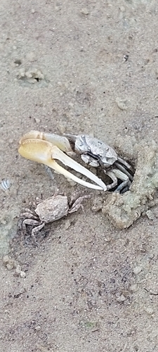 Thin-fingered Fiddler Crab