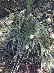 Chaenactis santolinoides