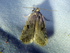 Agonopterix argillacea