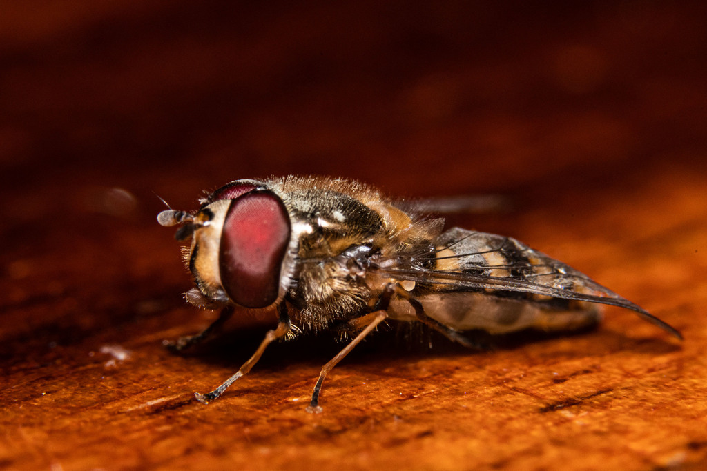 Lapposyrphus lapponicus
