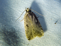 Agonopterix argillacea