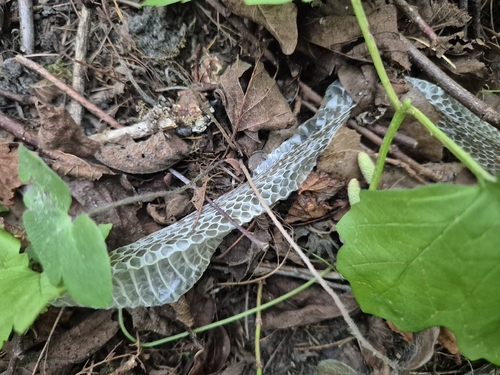 grass snake