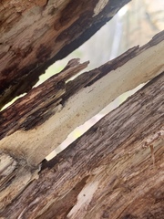 Microcalicium ahlneri