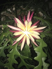 Selenicereus anthonyanus