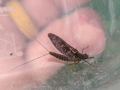 Callibaetis ferrugineus hageni
