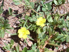 Portulaca mexicana