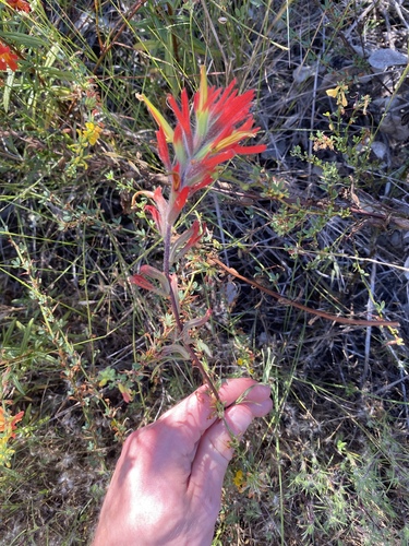 Coast Indian Paintbrush