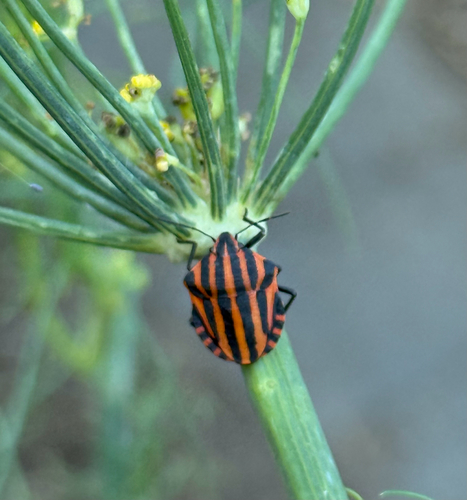 European Striped Shield Bug