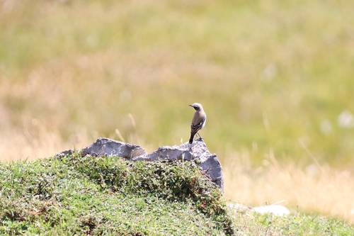 Northern Wheatear