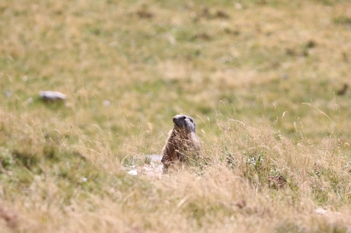 Alpine Marmot