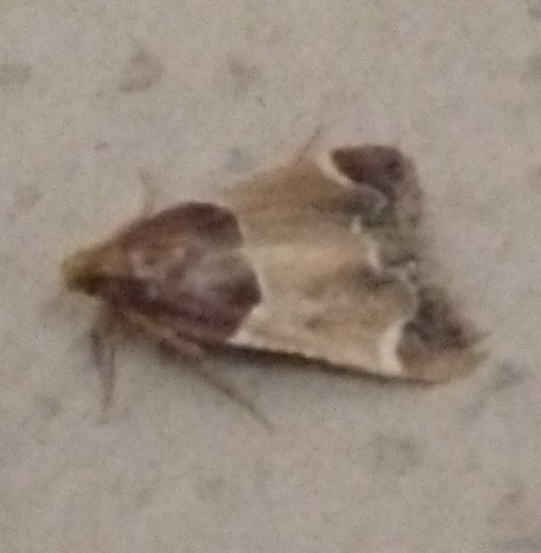 Meal moth