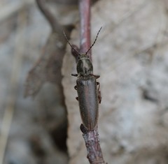 Sylvanelater cylindriformis