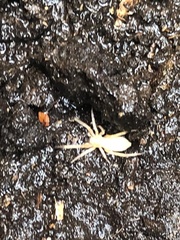 Araneae