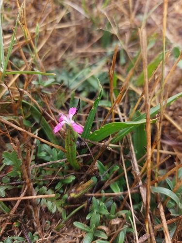 Maiden Pink