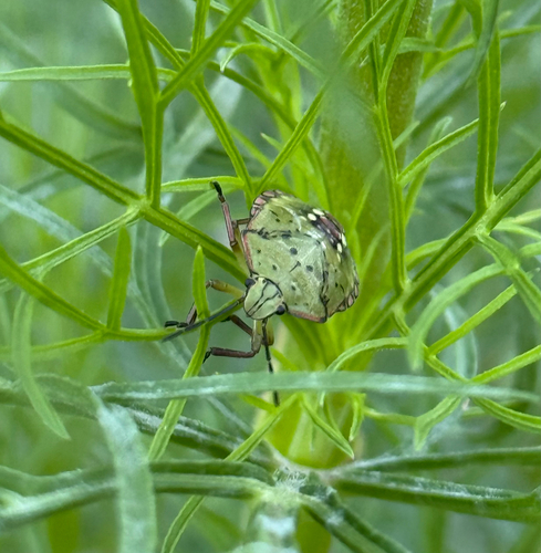 Southern Green Stink Bug