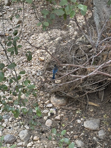 iNaturalist observation photo of Steller's Jay