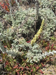 Artemisia pycnocephala