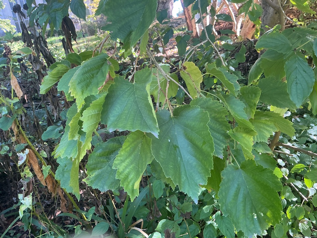 Corylus colurna; photograph (c) krickard0505, some rights reserved (CC BY)