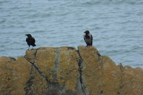 Hooded × Carrion Crow