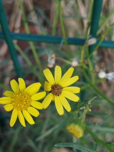Narrow-leaved Ragwort