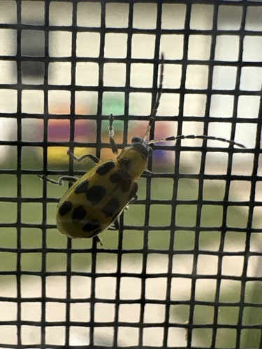 Spotted Cucumber Beetle
