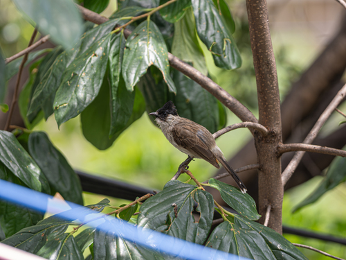 Sooty-headed Bulbul
