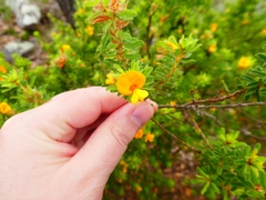 Pultenaea rostrata