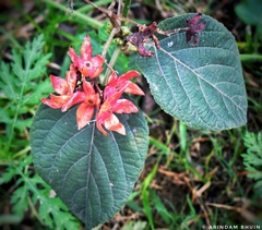 Clerodendrum infortunatum