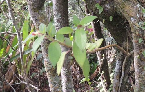 Nematanthus fissus, photograph 2