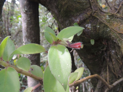 Nematanthus fissus, photograph 1