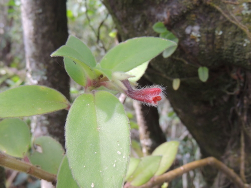 Nematanthus fissus