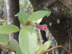 Nematanthus fissus