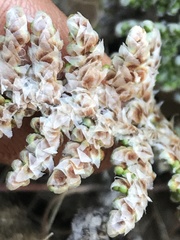 Myriopteris covillei