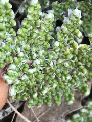 Myriopteris covillei