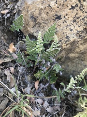 Myriopteris covillei