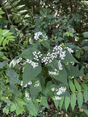 white snakeroot