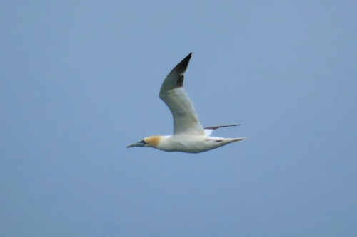 Northern Gannet