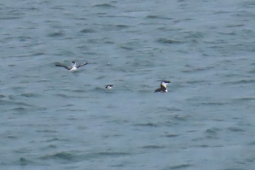 Razorbill