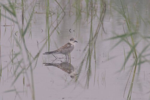 Whiskered Tern