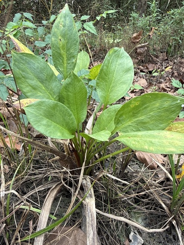 american water-plantain