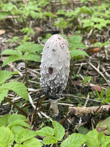 Shaggy Mane